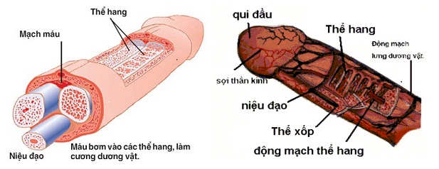 Làm dương vật to - dài tự nhiên với máy tập Penis Pump