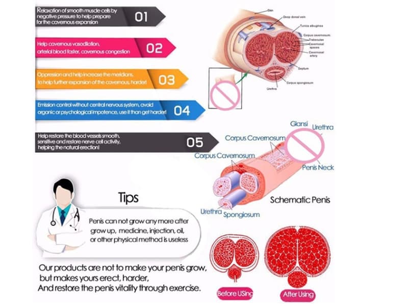 cấu trúc dương vật