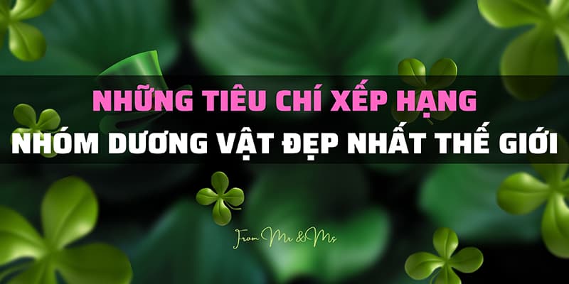 Những Tiêu Chí Xếp Hạng Nhóm Dương Vật Đẹp Nhất Thế Giới